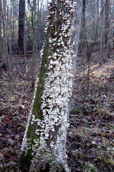 White fungus on tree